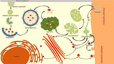 Membrane Trafficking and Subcellular Drug Targeting Pathways